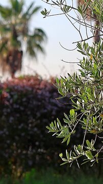 Olive tree, palm tree, and abelia: A multinational plant collaboration in the early morning, Vertical