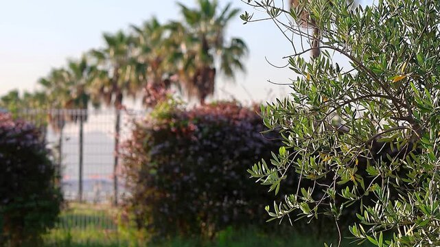Olive tree, palm tree, and abelia: A multinational plant collaboration in the early morning, 4K
