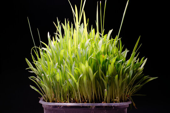 Fresh Millet Sprouts Growing from Soil in Pot