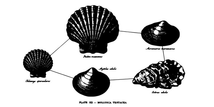Shells Detailed Black and White Illustration Showcasing Five Different Types of Mollusks with Labels