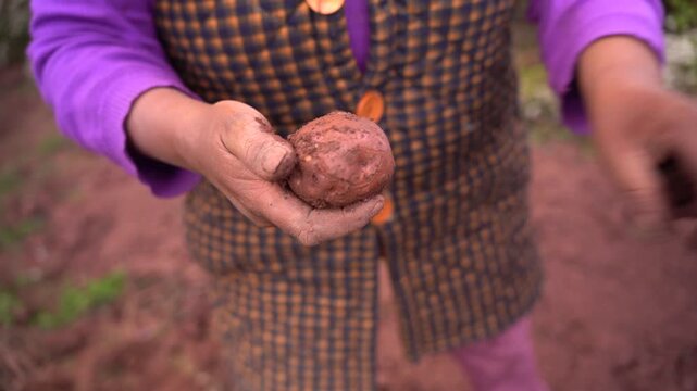 Close up of a farmer's hands holding and cleaning freshly harvested potatoes
