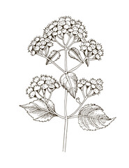 Fototapeta premium White snakeroot hand drawn medicinal plant
