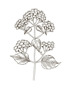 White snakeroot hand drawn medicinal plant