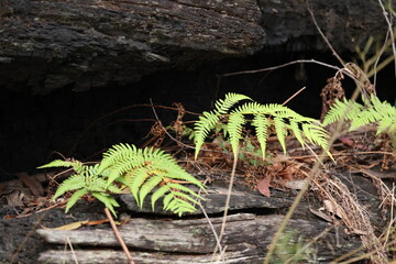 Fototapeta premium Green Ferns Growing from Charred Log in Australian Forest