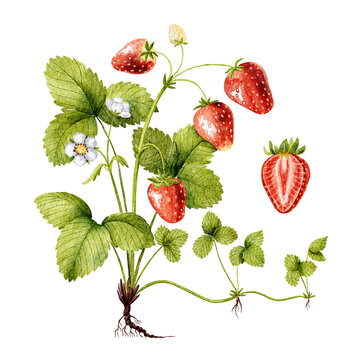 Botanical illustration of a strawberry plant with ripe berries, blossoms, and runners. Watercolor illustration.