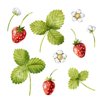 Watercolor illustration featuring strawberries, delicate white flowers, and lush green leaves on white background.