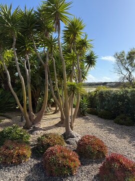 Coastal Garden with Palm Trees and Succulents on Gravel Path