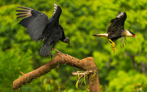 adulter Schopfkarakara (Caracara plancus) flieht vor dem Rabengeier (Coragyps atratus)
