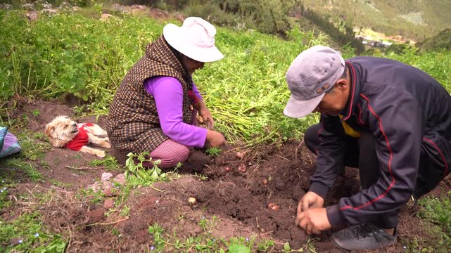 Indigenous farmers manually harvesting fresh organic potatoes from the soil in a rural field