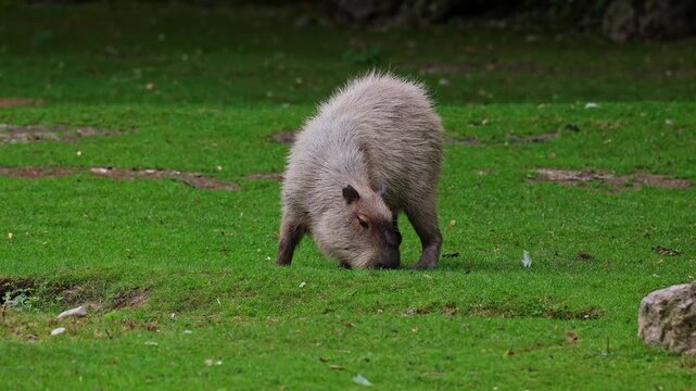 The capybara, Hydrochoerus hydrochaeris is the largest extant rodent in the world. Its closest relatives are agouti, chinchillas, coyphillas, and guinea pigs. Native to South America. 