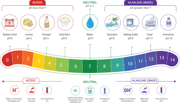 Colorful ph scale chart infographic for an educational project demonstrating chemical acidity and alkalinity levels in science