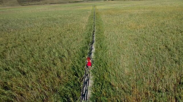  Aerial view of provocative woman in red dress walking on wooden footbridge in reeds