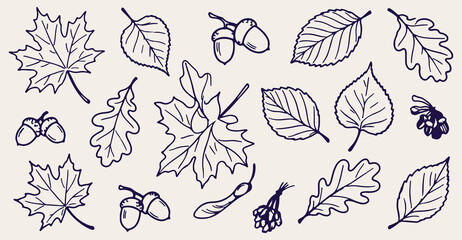 autumn leaves seamless pattern, hand drawn oak acorn line art, fall foliage vector illustration, seasonal leaf doodle background, nature botanical wallpaper, vintage autumn sketch print, rustic leaf d © Geetaroy