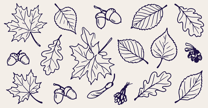 autumn leaves seamless pattern, hand drawn oak acorn line art, fall foliage vector illustration, seasonal leaf doodle background, nature botanical wallpaper, vintage autumn sketch print, rustic leaf d