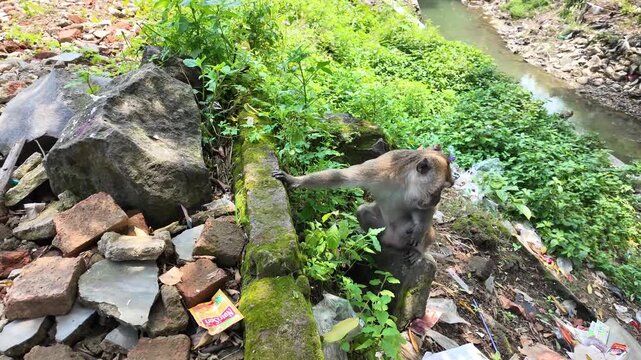 Wild macaque monkey scavenging and drinking from plastic garbage on a heavily polluted riverbank. Environmental damage and wildlife plastic pollution.