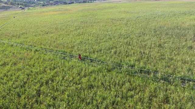 Aerial view of woman in red dress walking on a wooden walkway, surrounded by green reed in natural sunlight