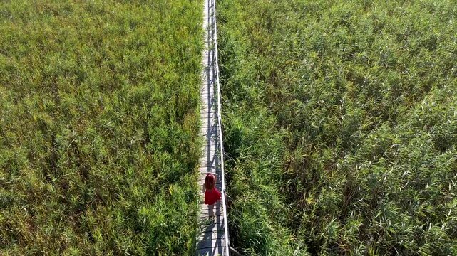 Aerial view of woman in red dress walking on a wooden walkway, surrounded by green reed in natural sunlight