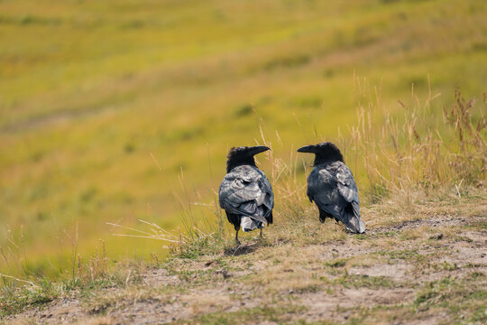 field companions; two jackdaw or corvus birds chatting together  in meadow