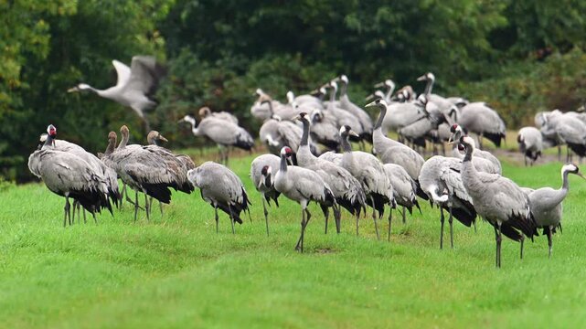 Common Crane or Eurasian Crane (Grus Grus) feeding and resting in a field near Diepholz in Germany during the autumn migration. 