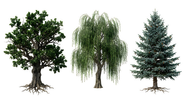 Three different types of trees including an oak, a weeping willow, and a spruce isolated on white background