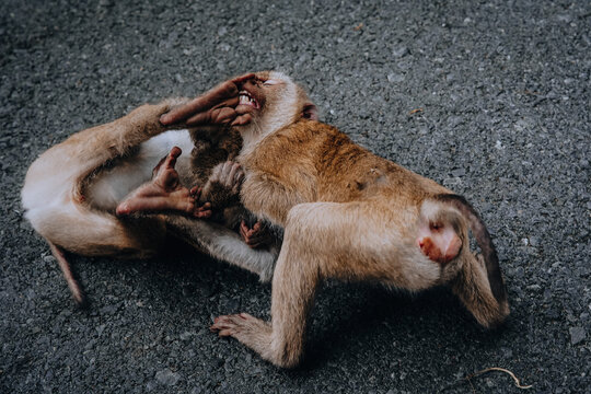 two monkeys fighting