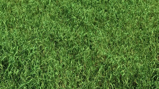 Close view of fresh wheat rye barley plants growing under sunlight in rural field. Organic agriculture botanical texture for farming industry pasture cultivation and seasonal crop development. Green