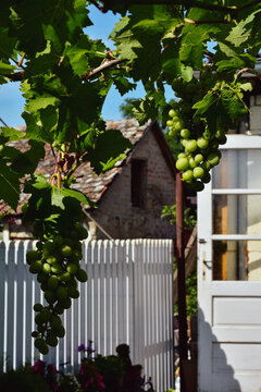 Grapes on a vine in front of an old rural house with white picket fence