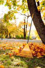 Close-up of colored rake stands near tree surrounded by pile of fallen leaves. Autumn leaves lie in...