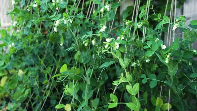 Blooming garden peas filling climbing trellis with lush green vines. White flowers and healthy foliage growing on support strings in raised bed. Backyard vegetable gardening providing fresh organic