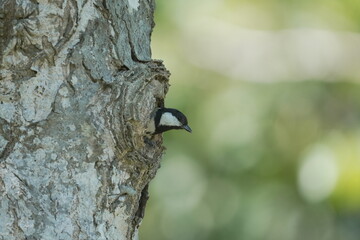 Great Tit Emerging from Nest Hole in Tree Trunk © まー