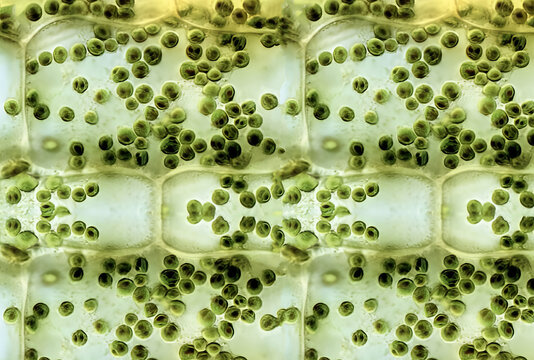 Chloroplast Movement and Distribution Under Light and Dark Conditions in Plant Cells