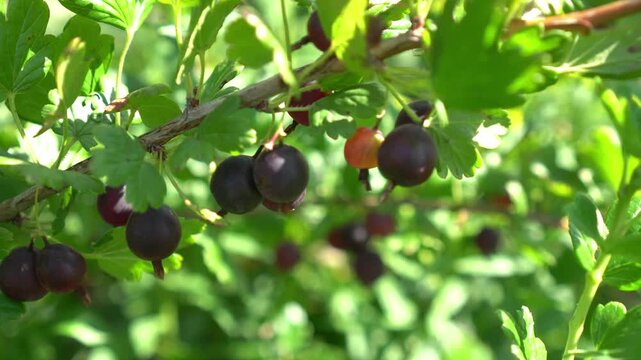 green olives on a branch