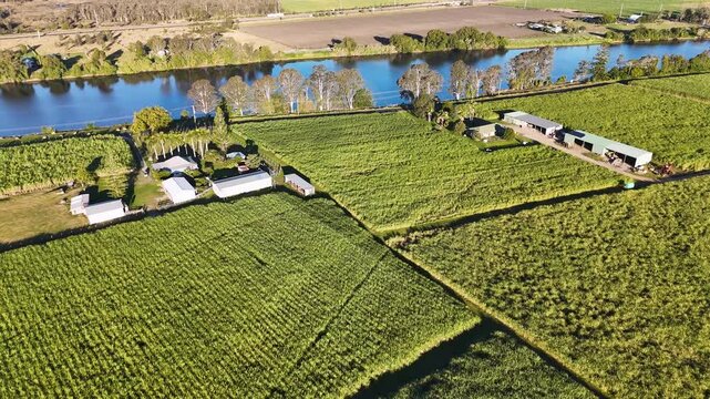 Aerial View of Sugar Cane Farm and Clarence River in Australia