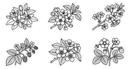 Vintage botanical line art of 6 fruit blossom branches, hand drawn floral sketches of cherry and berry flowers, black and white vector set for wedding stationery © ansa