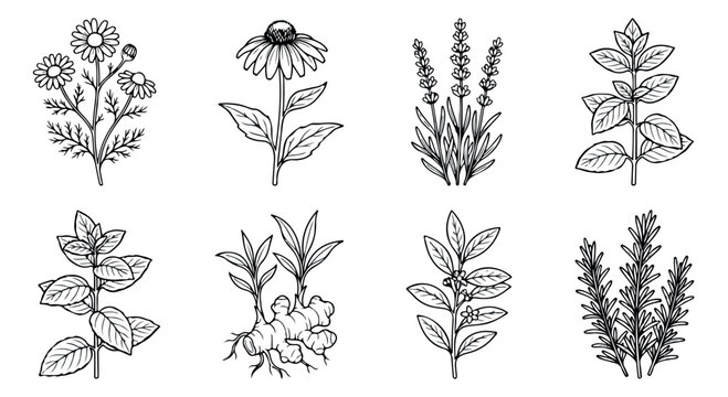 Vintage botanical herb illustrations, hand drawn medicinal plant vector set, black and white floral sketches for organic branding and tea packaging