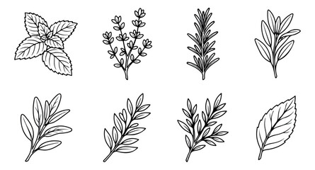 Fototapeta premium Hand drawn culinary herbs vector set, black and white botanical line art icons, 8 organic herb sprigs and leaves for kitchen and food packaging