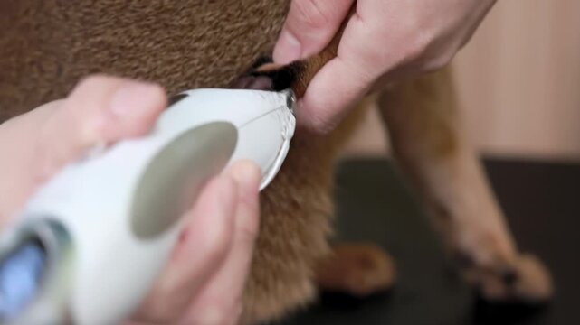 Professional pet groomer man cuts and shaves the fur paw of adorable of cat with electric shaving machine in a modern pet salon, showcasing the complete grooming and haircut process