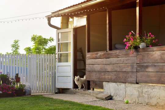 Little dog on a back door of a house with white picket fence in the sunset