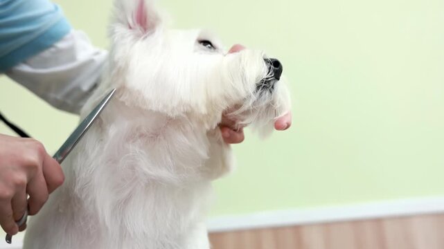 Professional pet groomer woman carefully cutting the fur of a fluffy white maltese dog with scissors and clippers in a modern pet salon, emphasizing cleanliness, comfort, responsible pet ownership