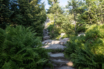 Fototapeta premium The Himmelsleiter stone staircase on the ascent to Mount Lusen in the Bavarian Forest National Park, Germany