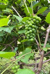 A bunch of green unripe grapes on a grape branch climbing a hedge © Alexander