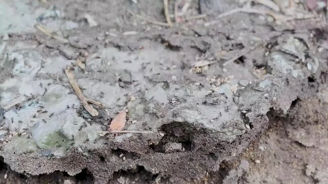 Anthill. Ant Colony Run fast and Moving Eggs. 4k footage