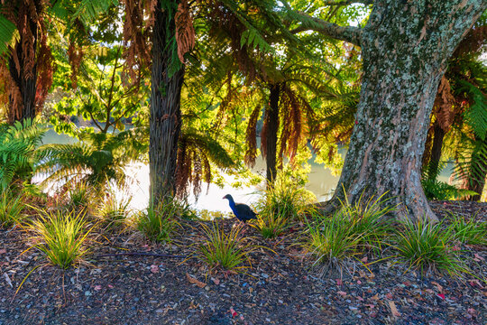 Pukeko Bird Standing in Lush New Zealand Forest Near Lake Shore at Golden Hour