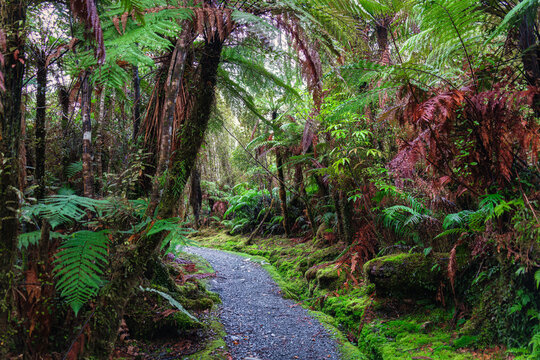 Native Forest or Tropical Rainforest with Ancient Tree Fern and Moss Growth Between on Gravel Path in South Island of New Zealand