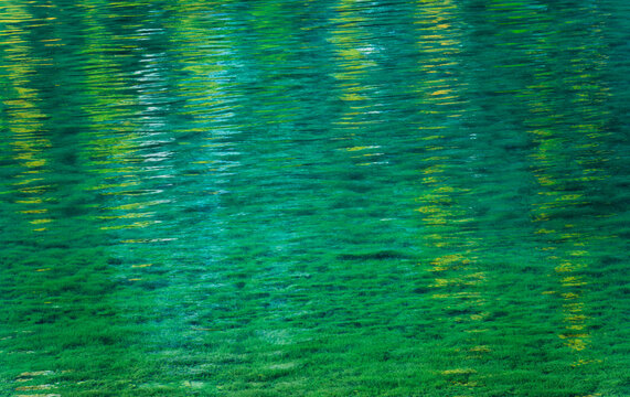 Crystal Clear Green Water Surface With Aquatic Plants Visible Underwater Natural Lake Background