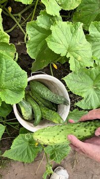 Hand gathers freshly grown cucumbers into a bucket surrounded by lush green leaves. The garden scene captures the essence of homegrown agriculture and organic produce