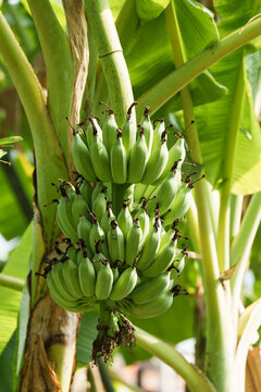 Green Unripe Banana Bunch Growing on Tropical Banana Tree in Sunny Garden