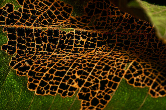 Macro Leaf Decay Skeletonizer Damange on Green Leaf Showing Intricate Brown Vein Network Pattern