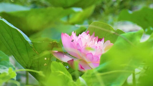 Lotus flower and bee in the morning in nature. Honeybee in Flight to suck Nectar on Pink Lotus flower to make Honey on a sunny day.