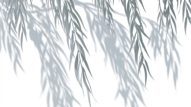 Willow Leaf Shadow Overlay Collection, Isolated on Transparent Background, PNG Overlay Set